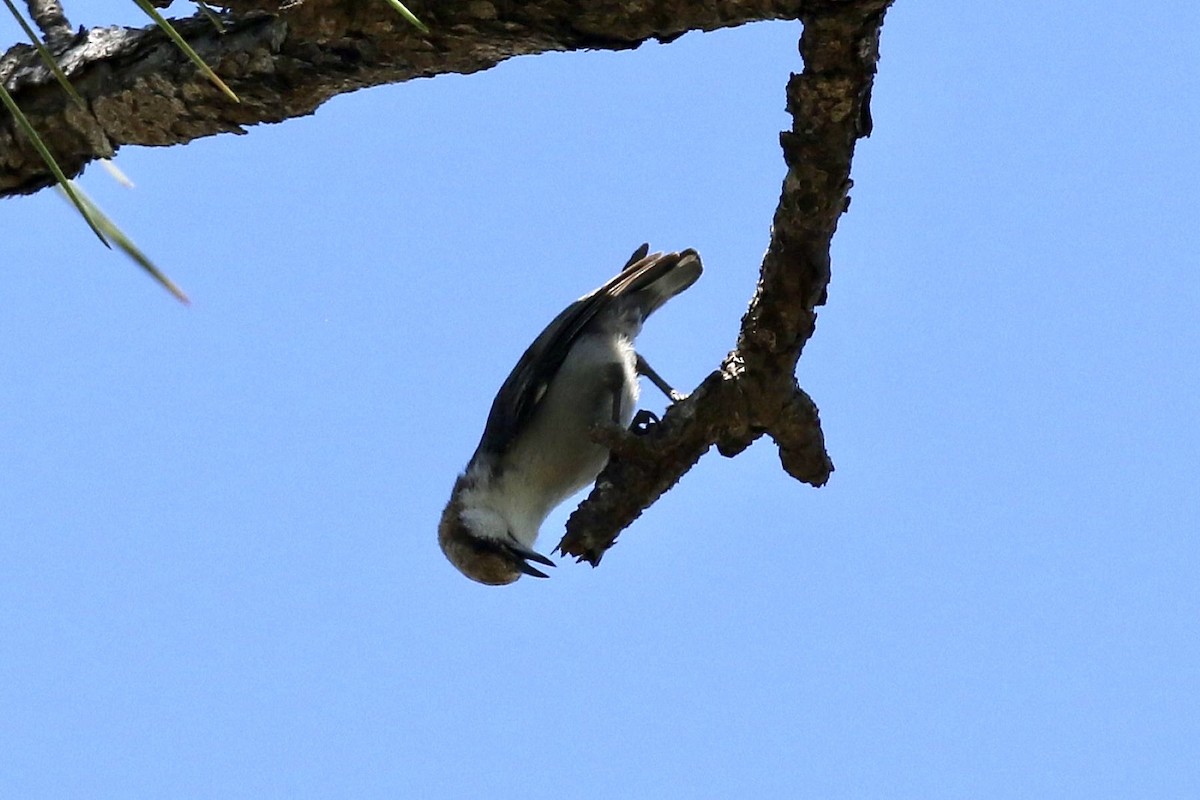 Brown-headed Nuthatch - ML655299931