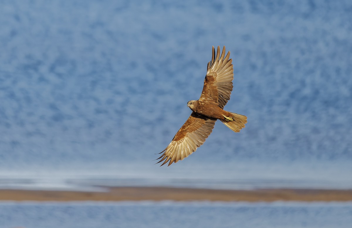 Western Marsh Harrier - ML655302283