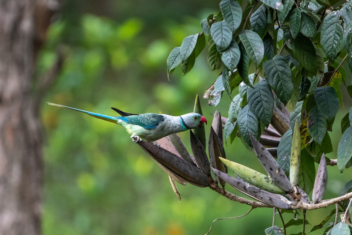 Malabar Parakeet - ML655302332