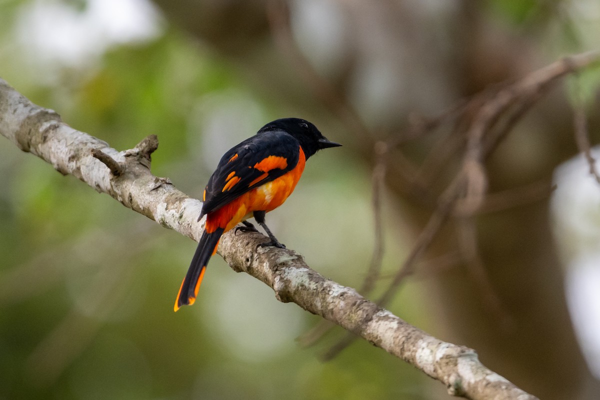Orange Minivet - ML655302444