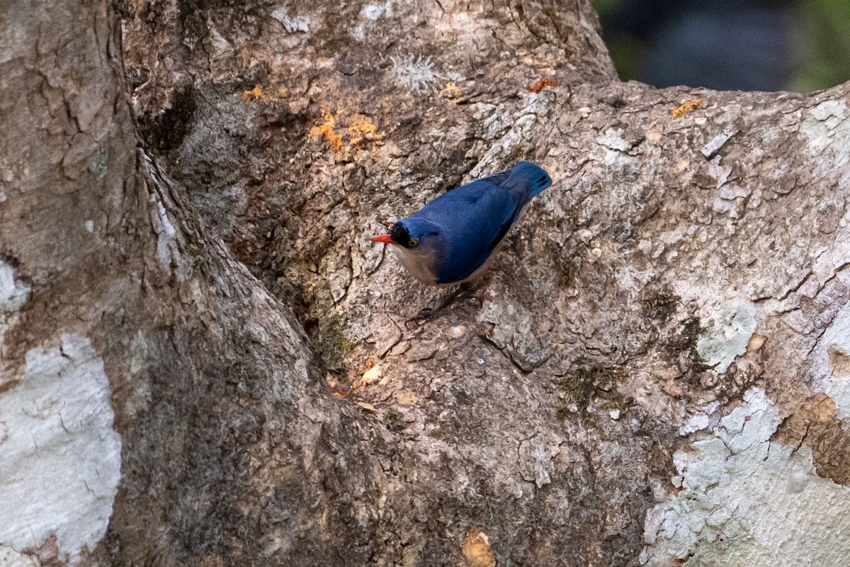 Velvet-fronted Nuthatch - ML655302458