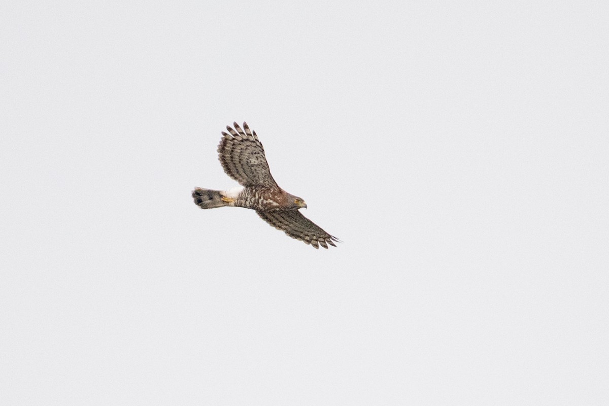 Crested Goshawk - ML655302473