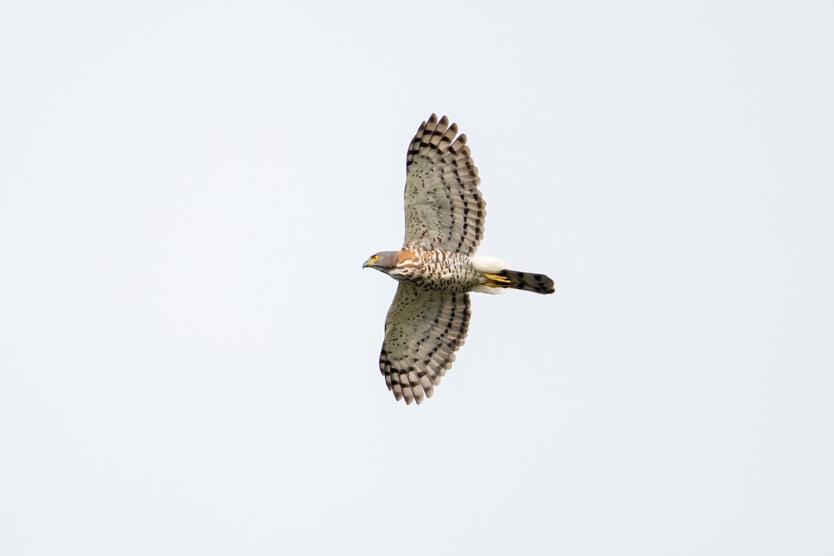 Crested Goshawk - ML655302474