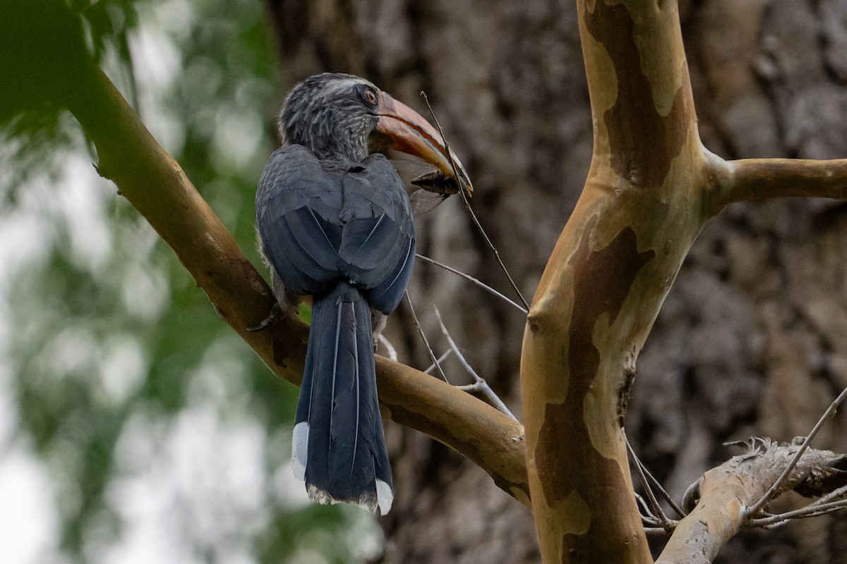 Malabar Gray Hornbill - ML655302498