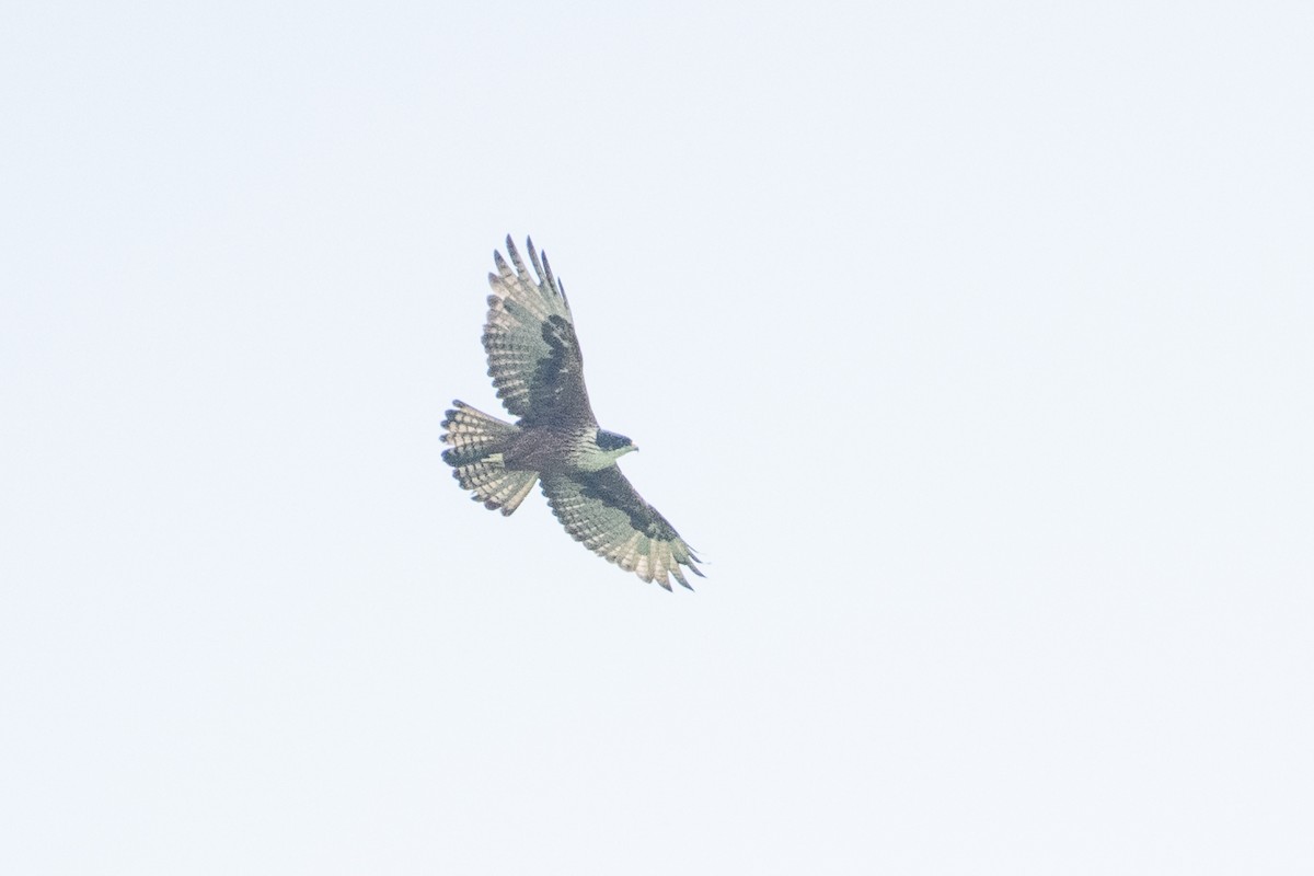 Rufous-bellied Eagle - ML655302536