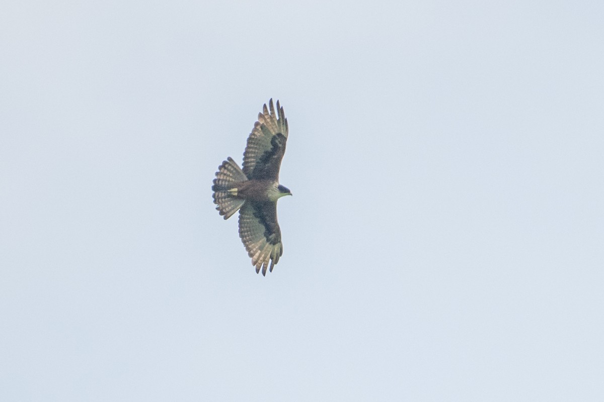 Rufous-bellied Eagle - ML655302537