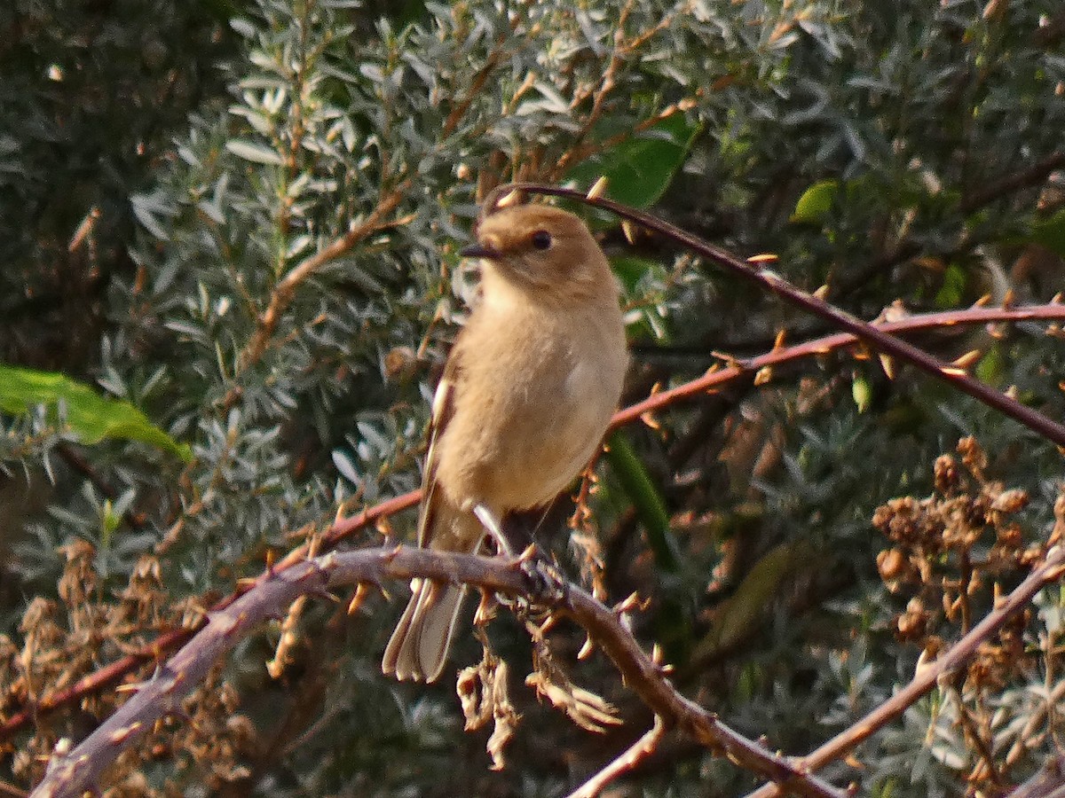 Flame Robin - ML655302542