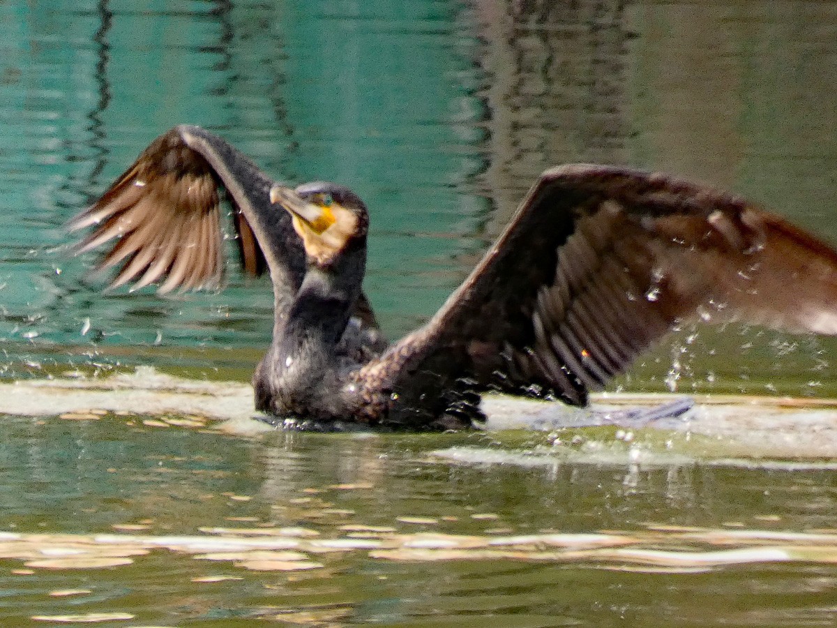 Great Cormorant - ML655302564