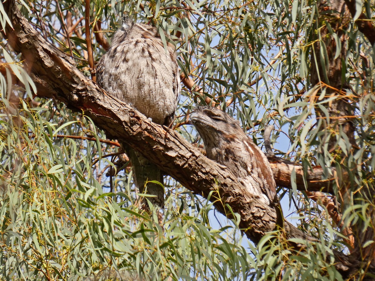 Tawny Frogmouth - ML655302576