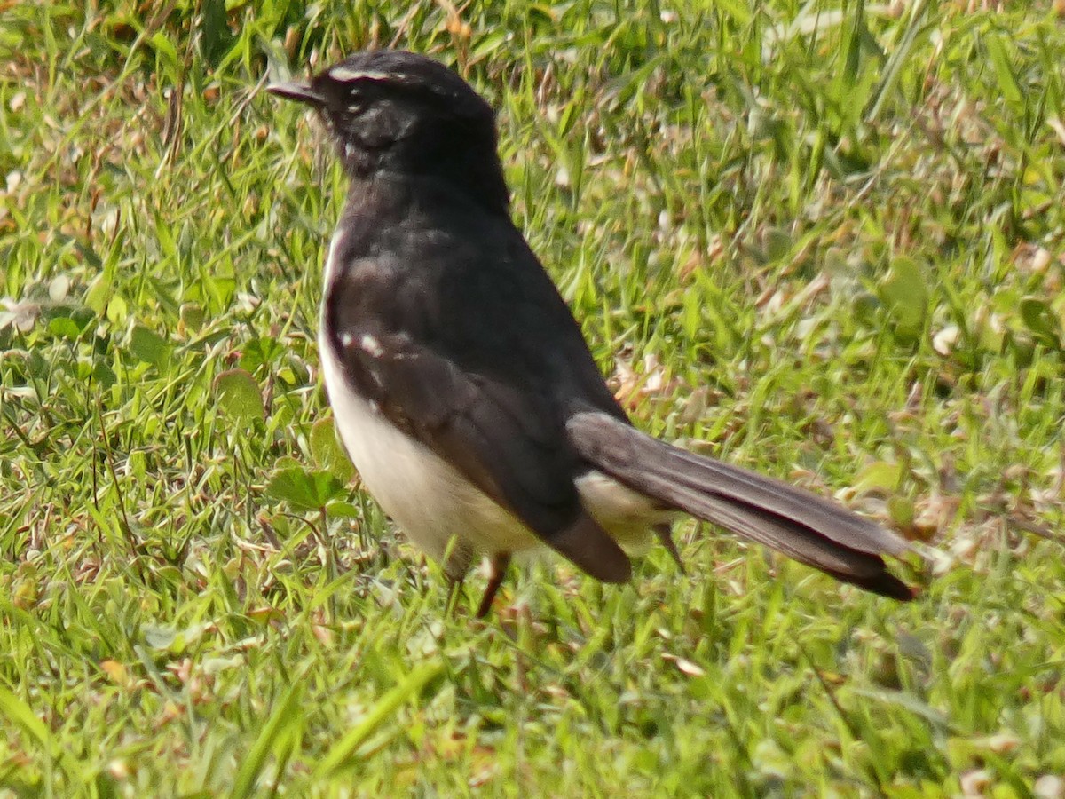 Willie-wagtail - ML655302589