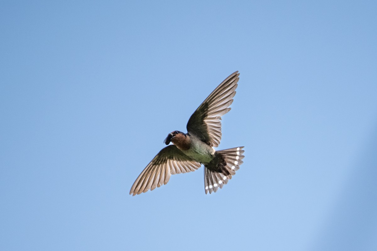 Hill Swallow - ML655302614
