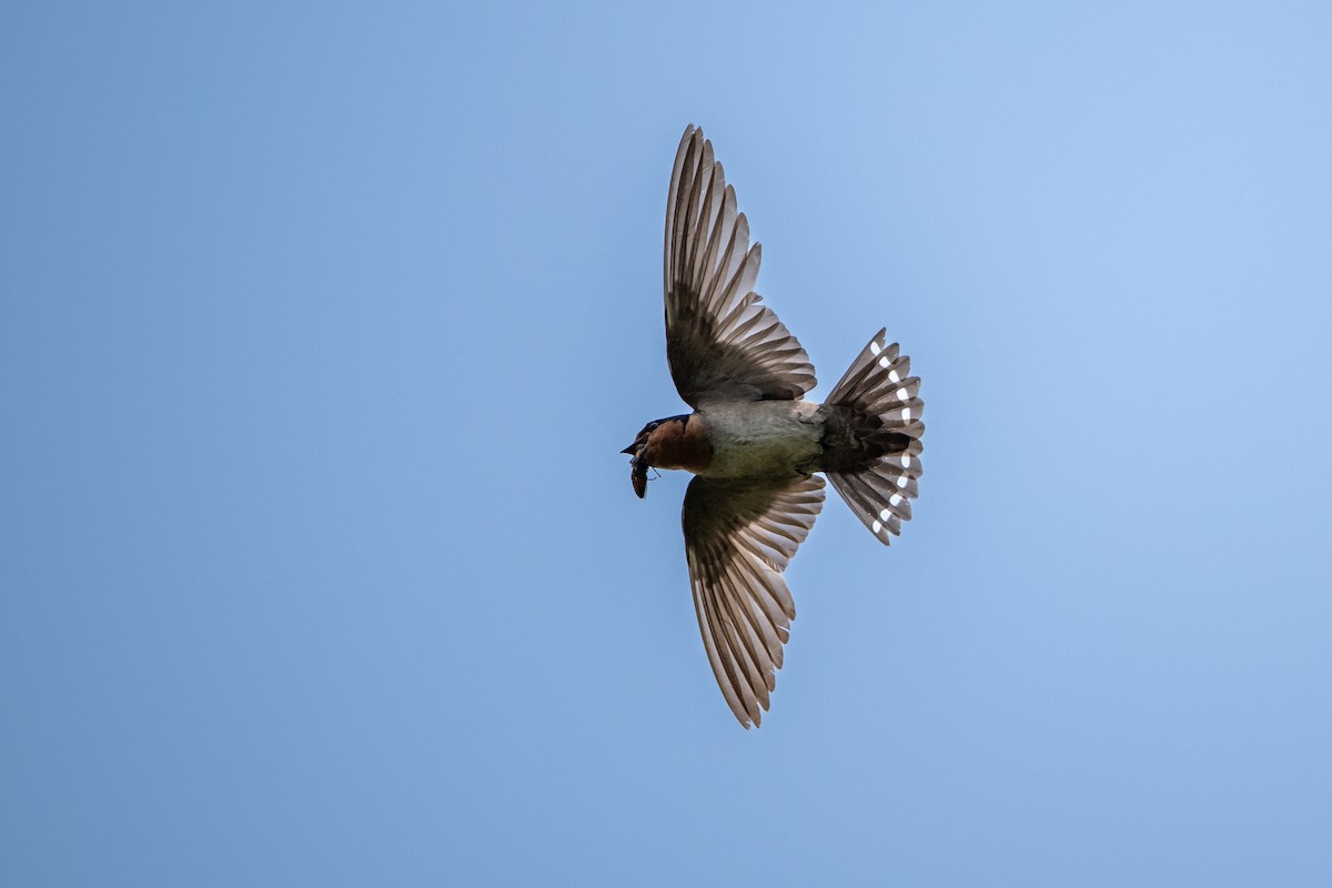 Hill Swallow - ML655302615