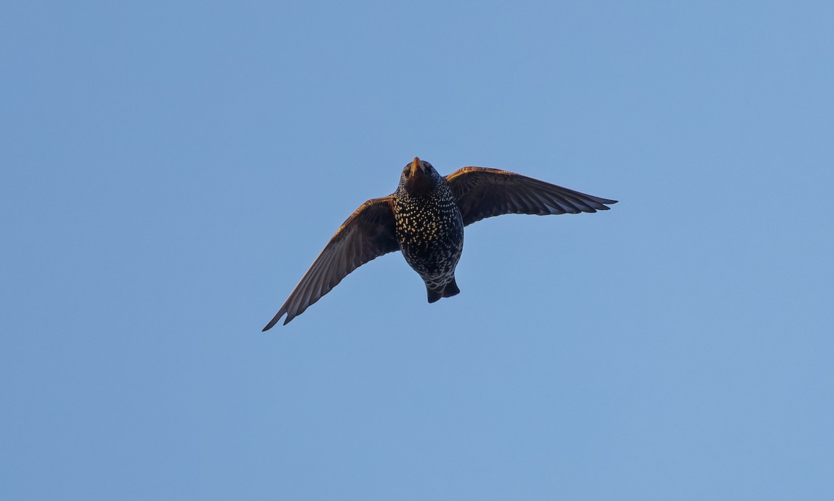 European Starling - ML655302662
