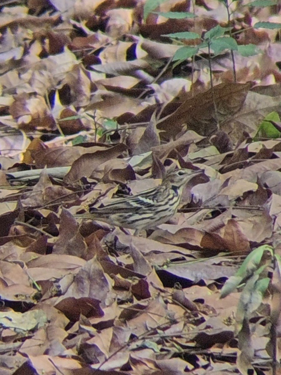 Pipit de la Petchora - ML655303787