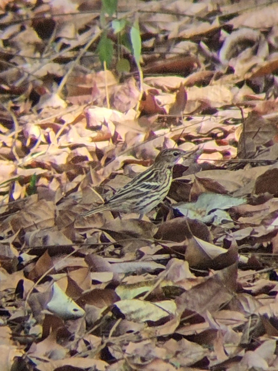 Pipit de la Petchora - ML655303788