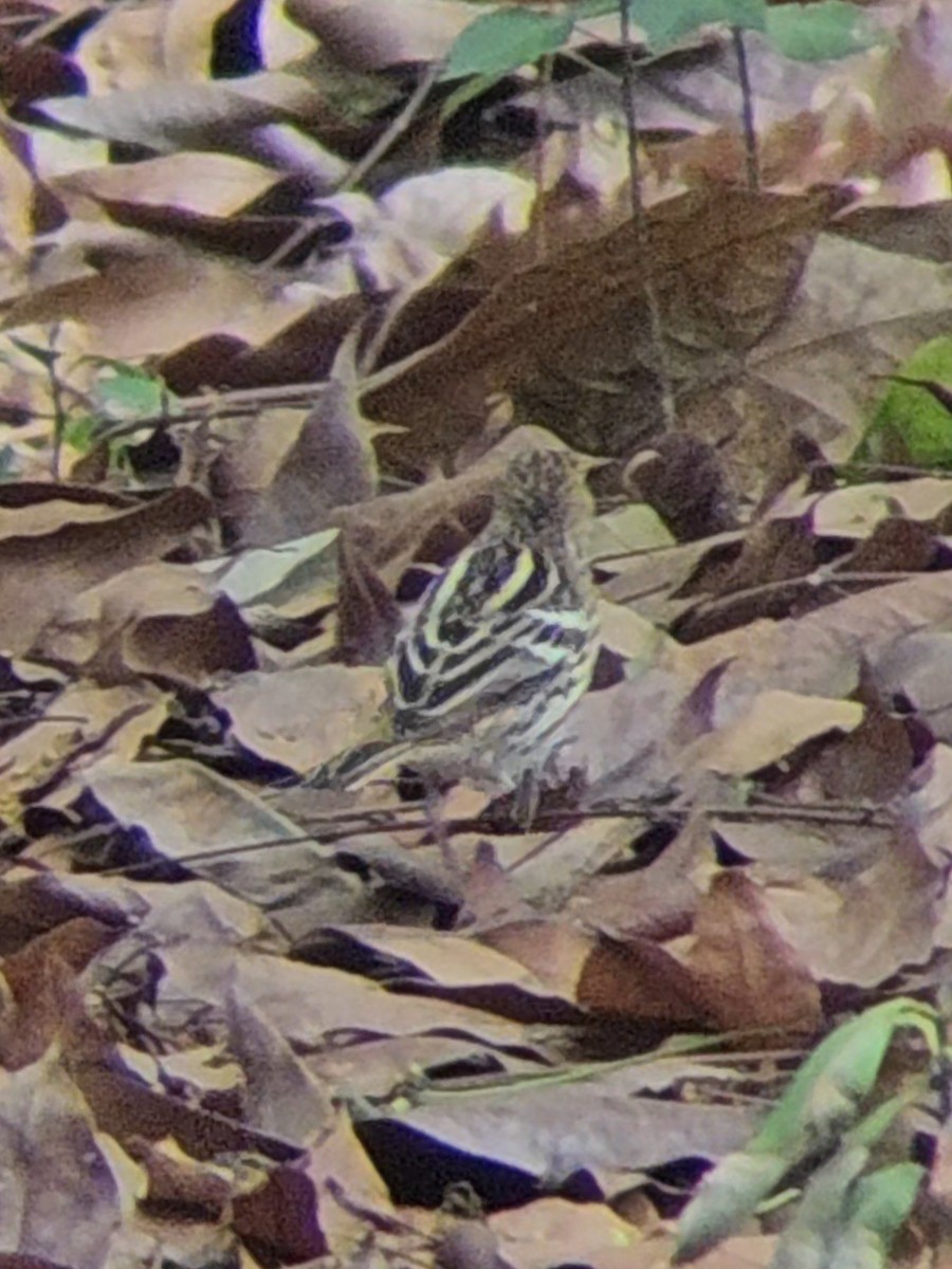 Pipit de la Petchora - ML655303789