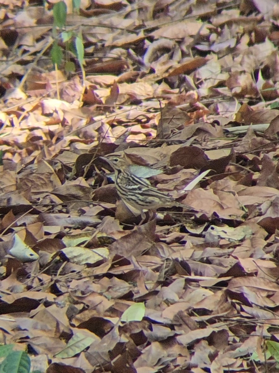 Pipit de la Petchora - ML655303790