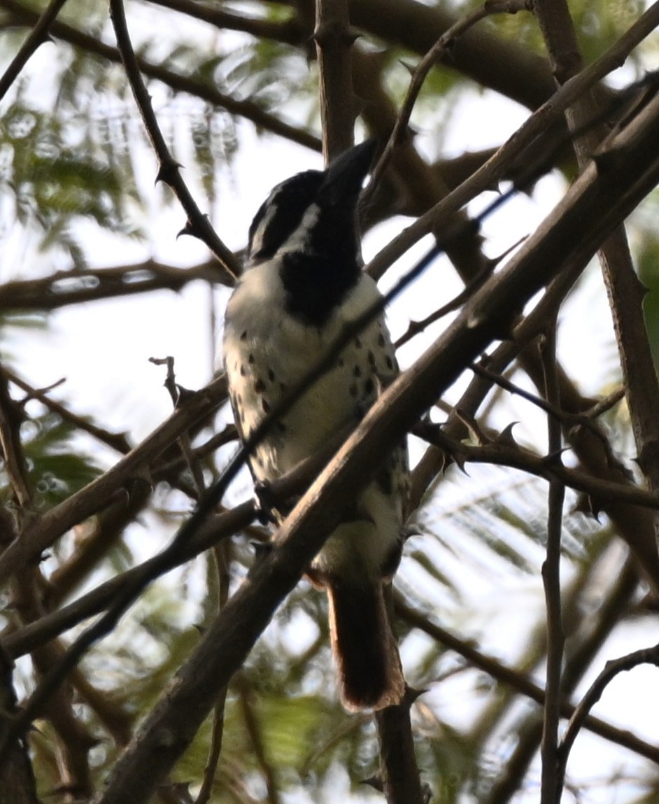 Spot-flanked Barbet - ML655303842