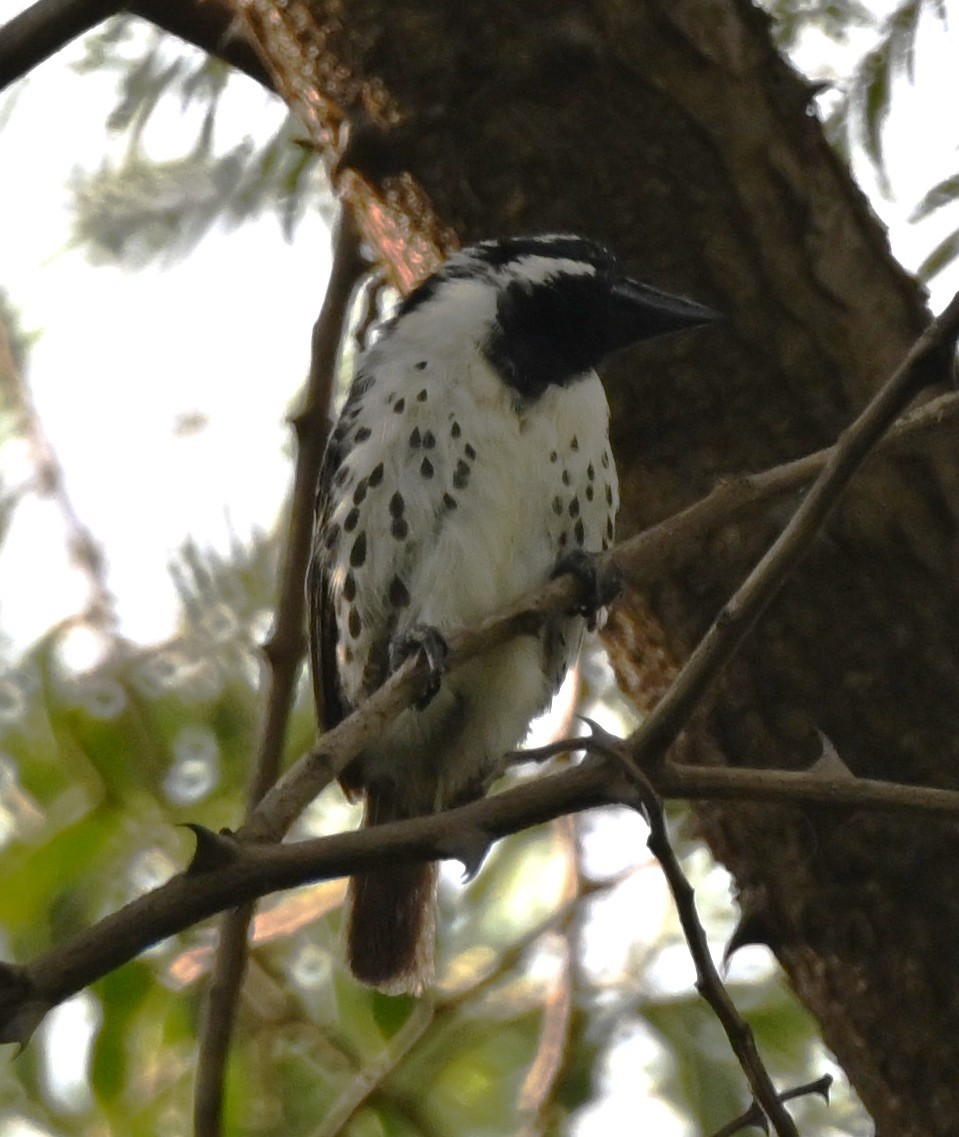 Spot-flanked Barbet - ML655303848