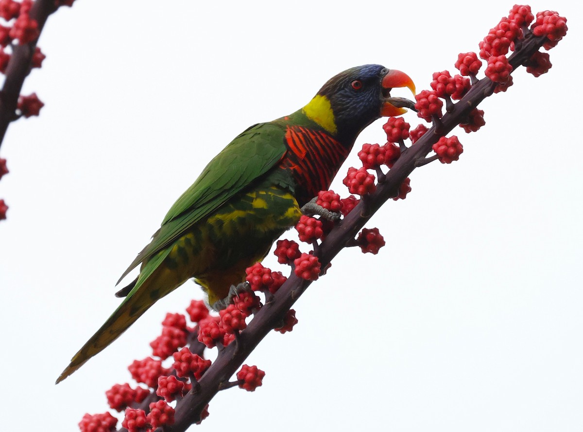 Coconut Lorikeet - ML655304052
