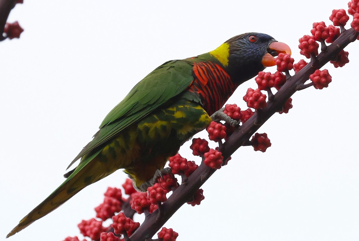 Coconut Lorikeet - ML655304053