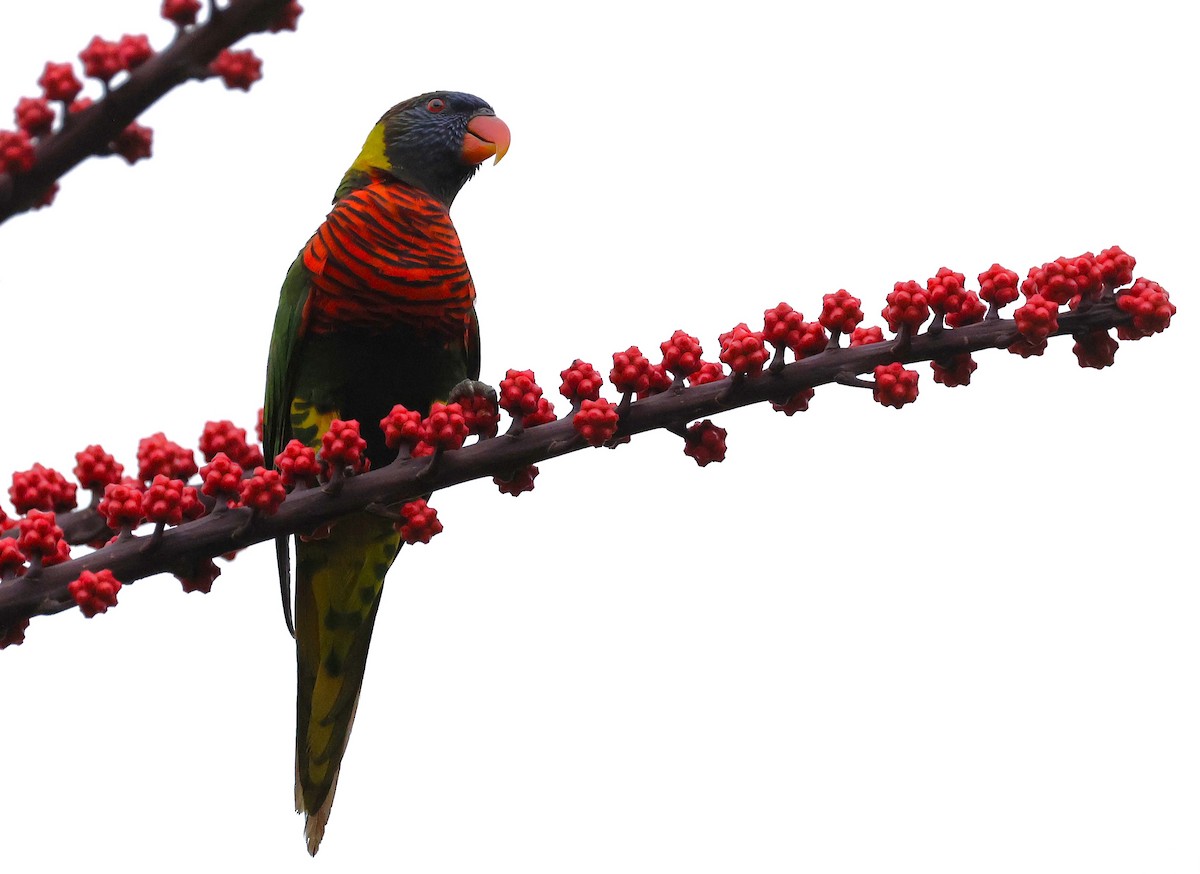 Coconut Lorikeet - ML655304054