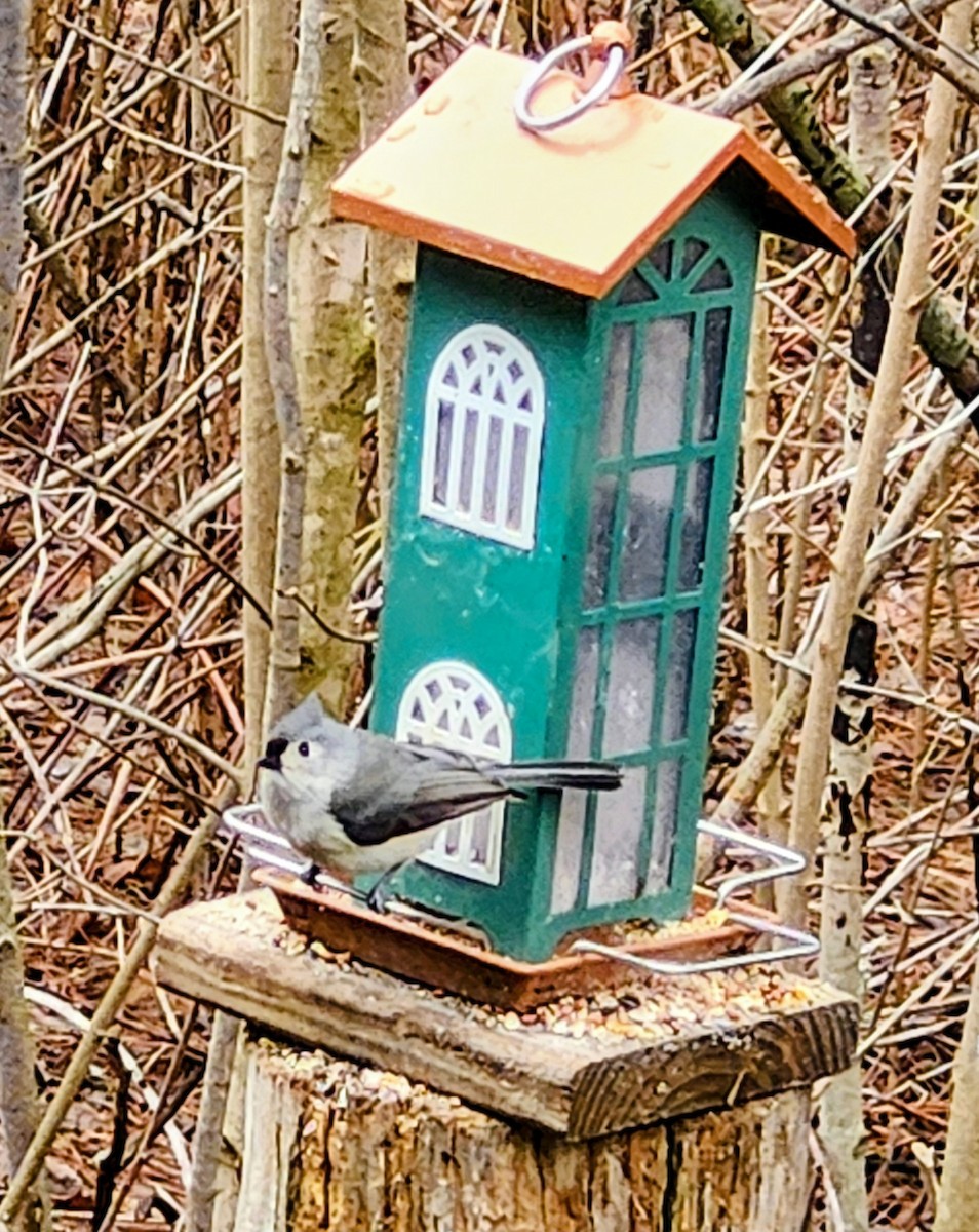 gråduskmeis - ML655304455