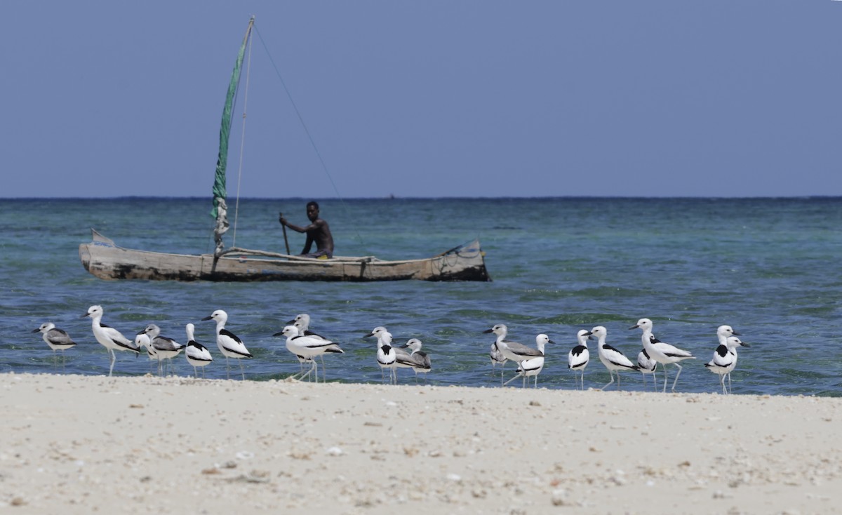 Crab-Plover - ML655308059
