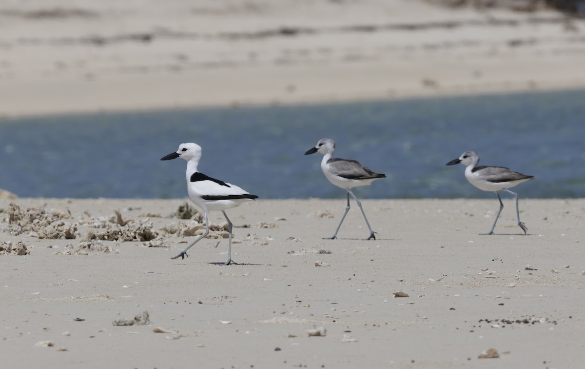 Crab-Plover - ML655308060