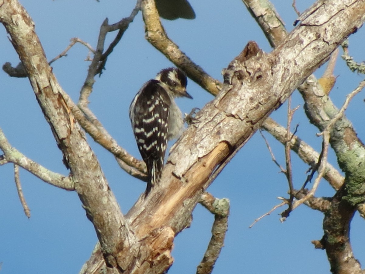 Downy Woodpecker - ML65530811