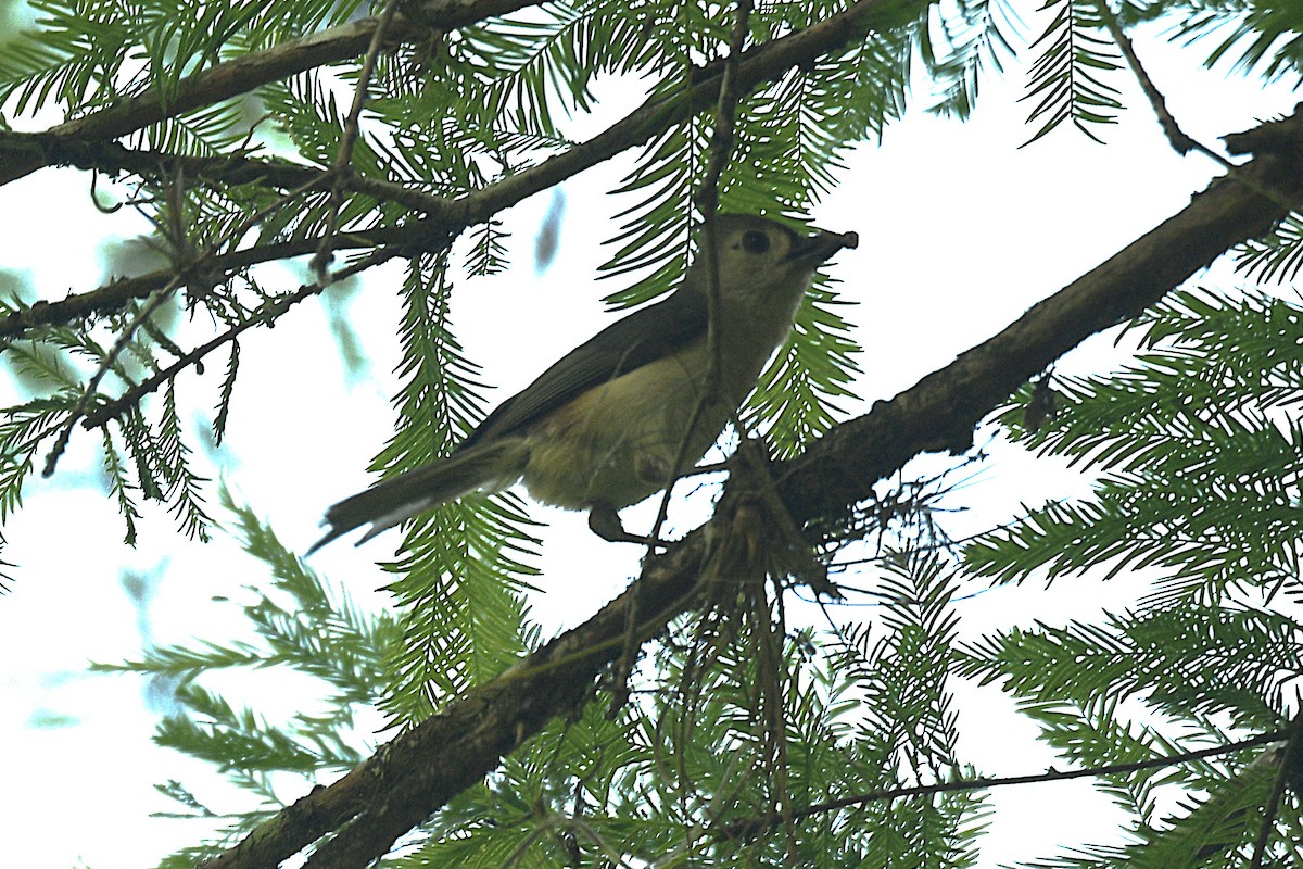 gråduskmeis - ML655309133