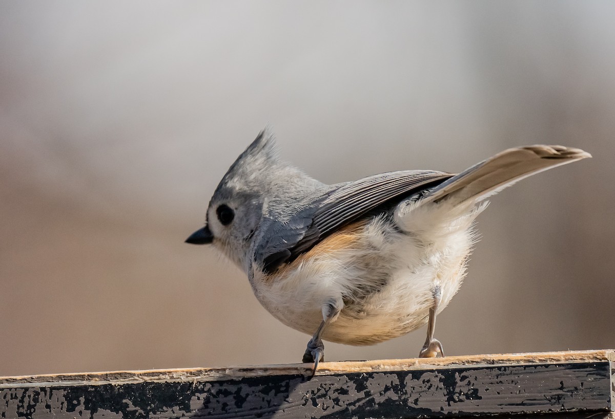 gråduskmeis - ML655309575