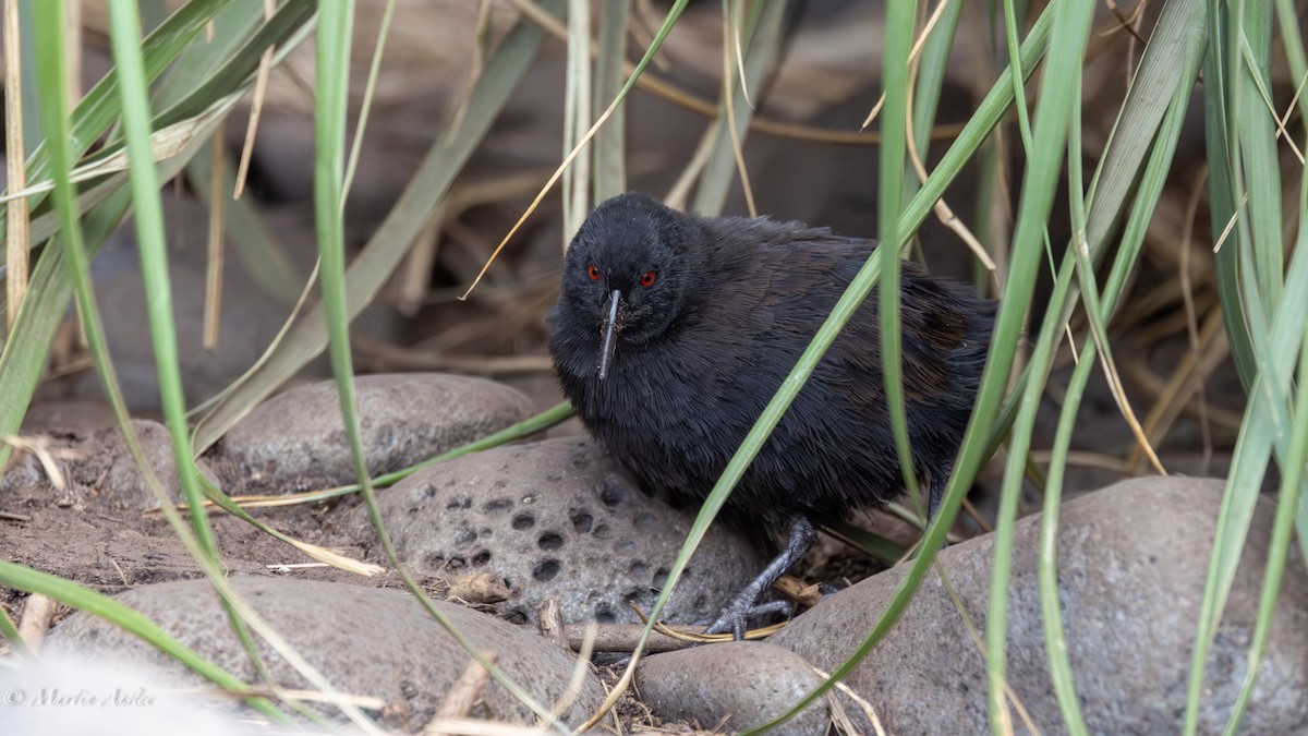 Inaccessible Island Rail - ML655310180