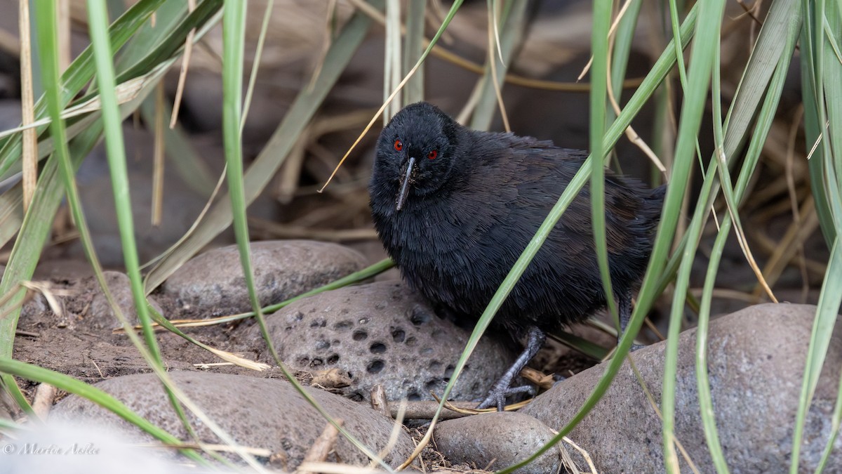 Inaccessible Island Rail - ML655310181