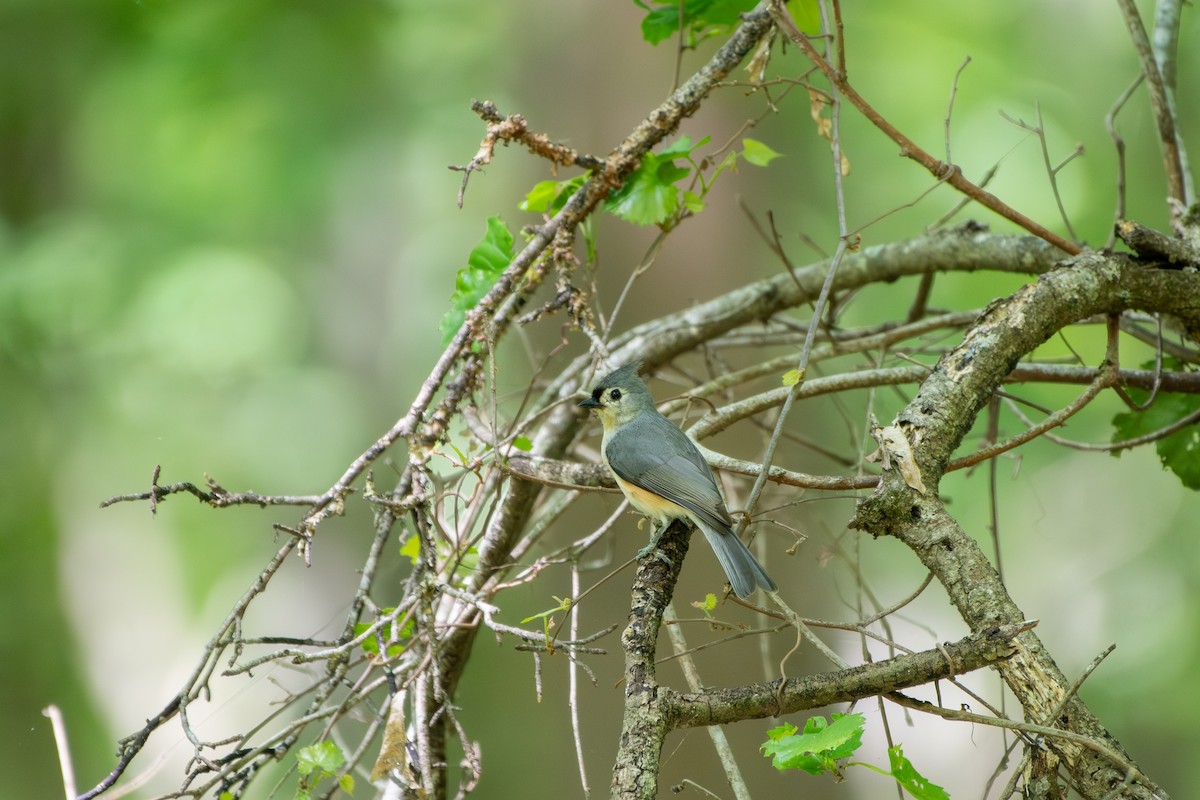 gråduskmeis - ML655310708