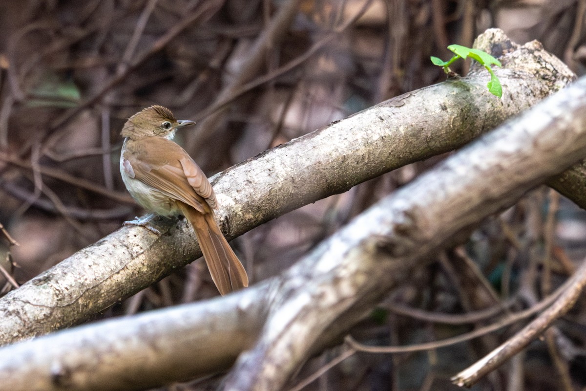 Terrestrial Brownbul - ML655311042