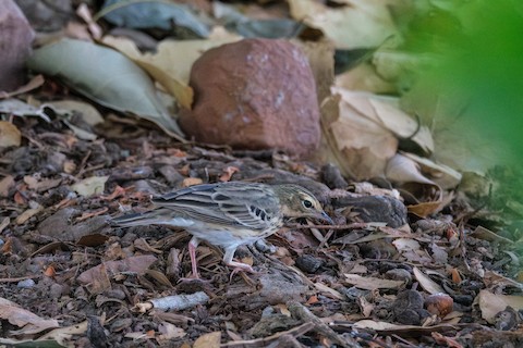 Tree Pipit media preview from Macaulay Library