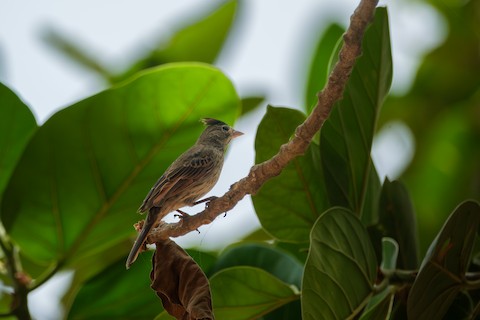 Crested Bunting media preview from Macaulay Library