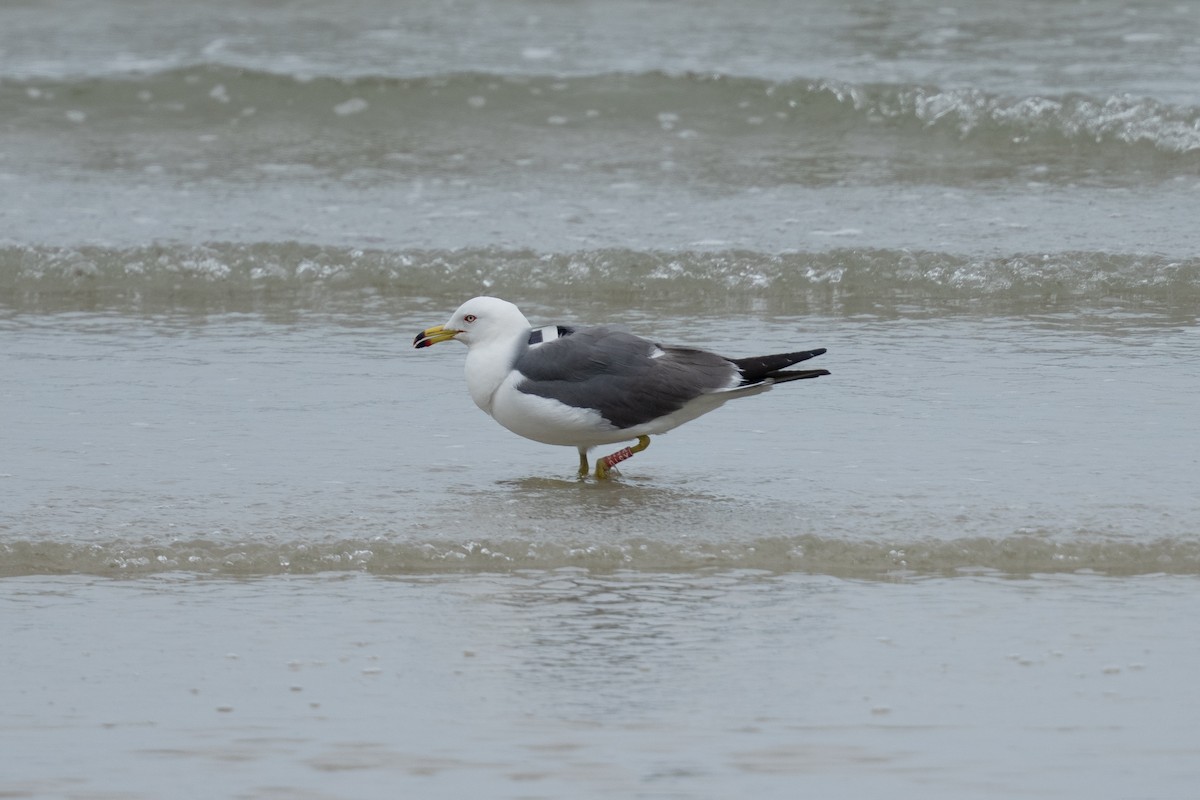 Black-tailed Gull - ML655311946