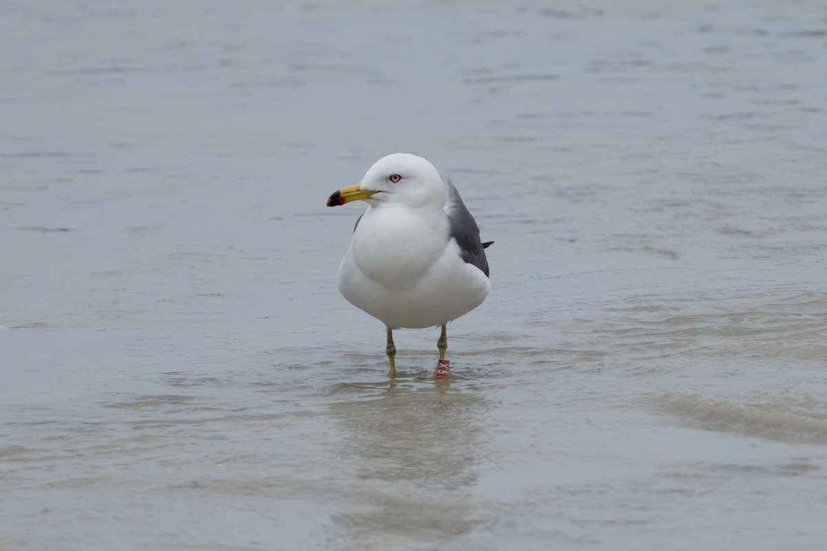 Black-tailed Gull - ML655311949