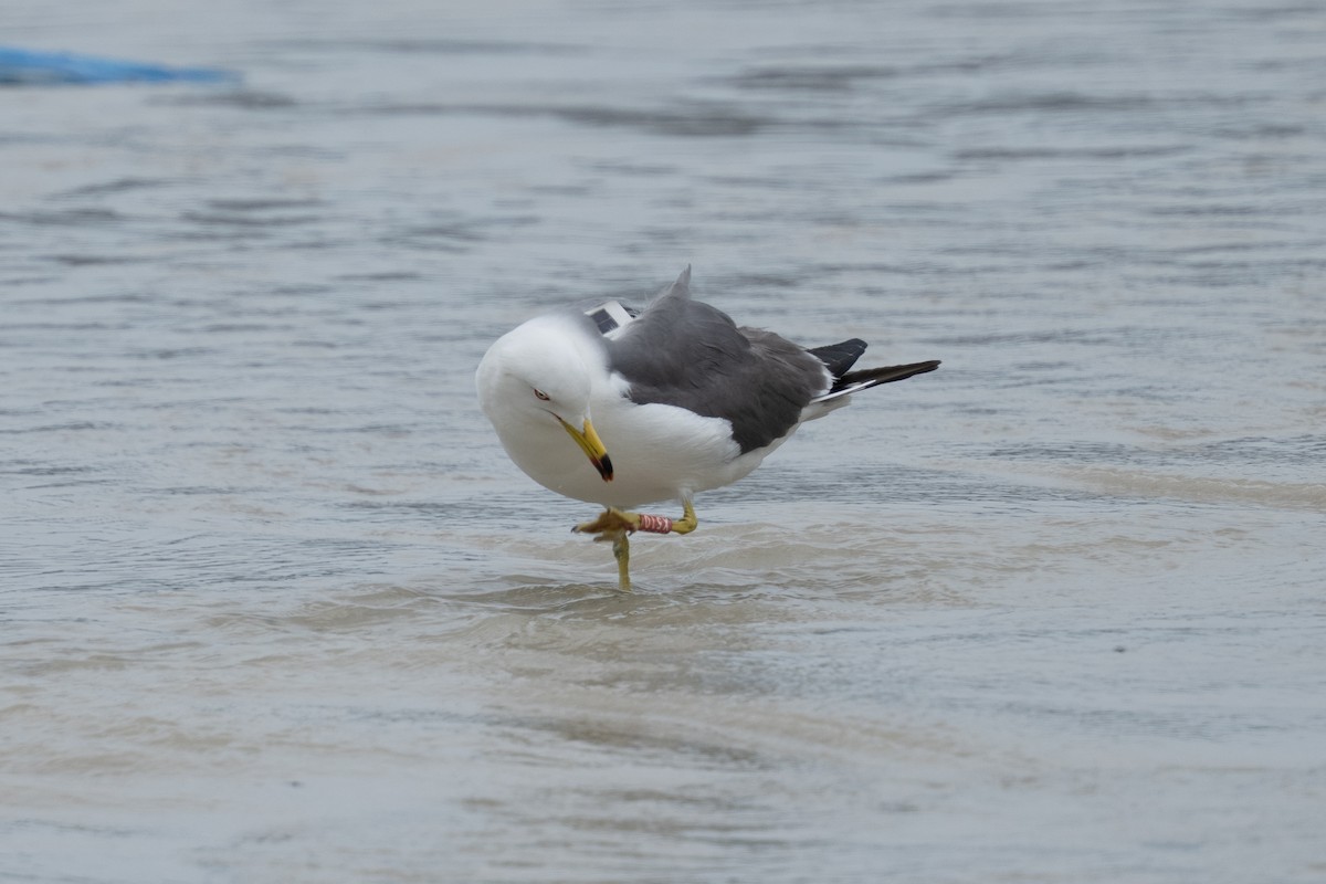 Black-tailed Gull - ML655311957