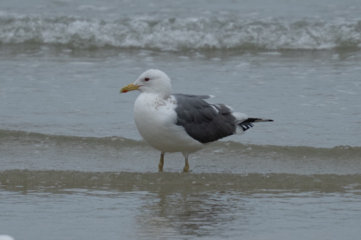Lesser Black-backed Gull (taimyrensis) - ML655311972