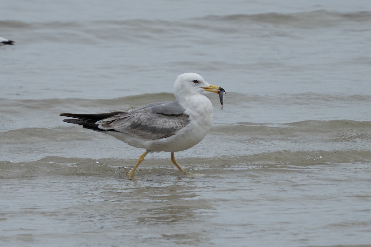 Black-tailed Gull - ML655312033
