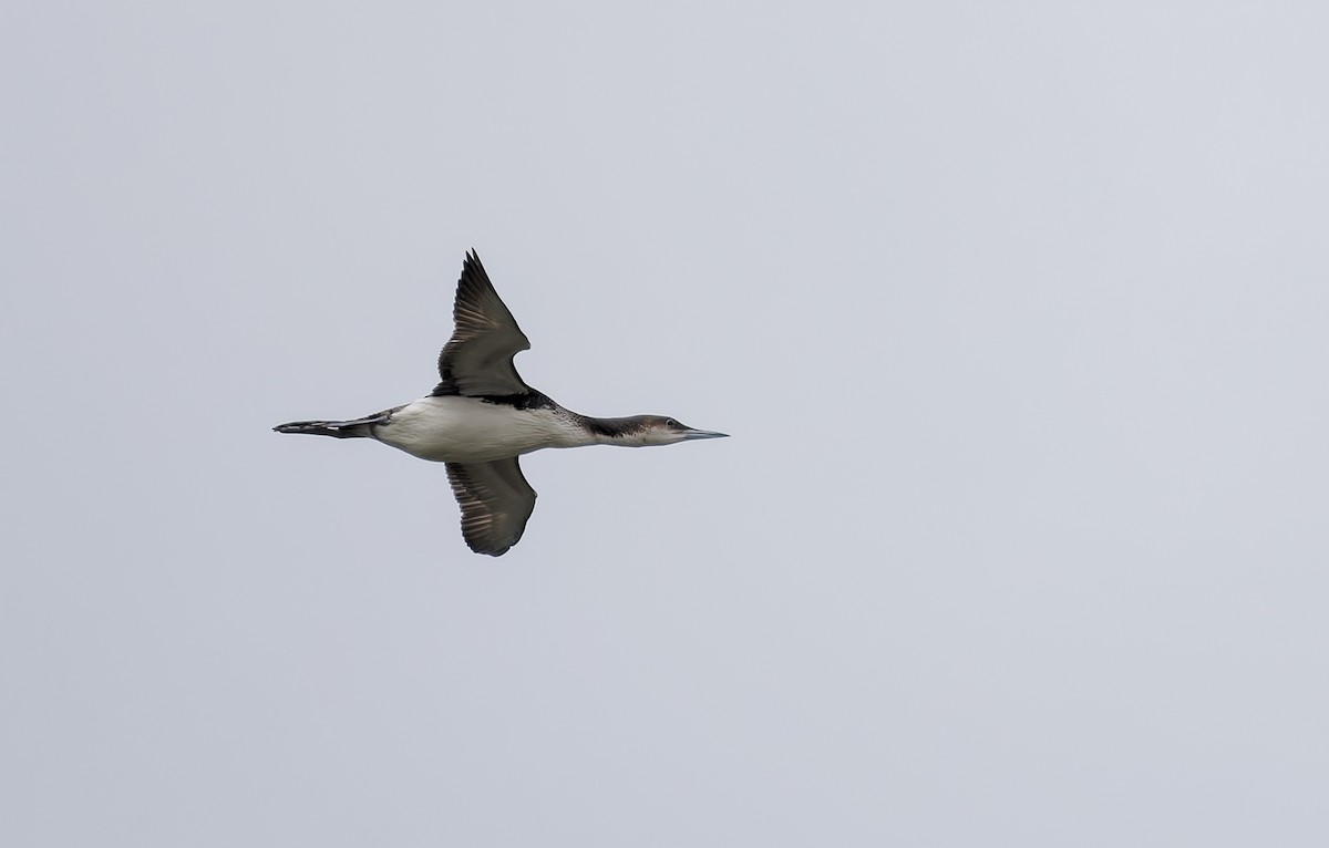 Arctic Loon - ML655312077