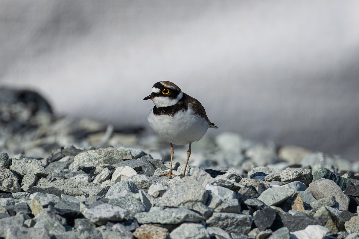 Little Ringed Plover - ML655312122