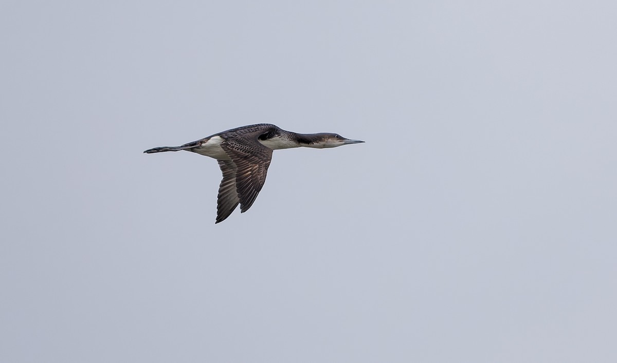 Arctic Loon - ML655312191