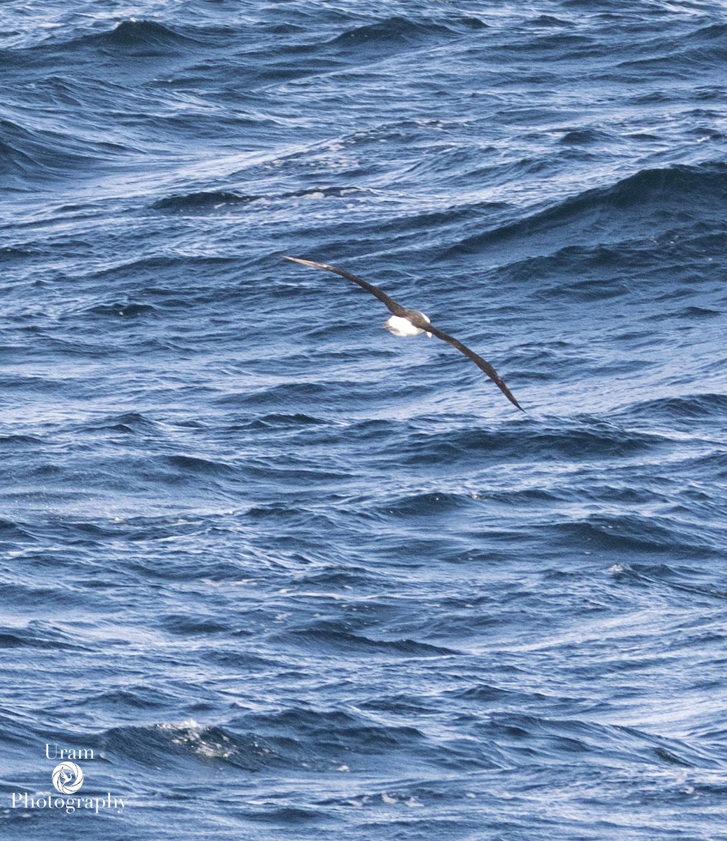 Black-browed Albatross - ML655312304