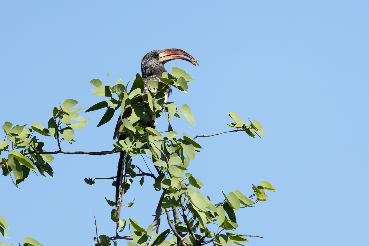 Monteiro's Hornbill - ML655312478