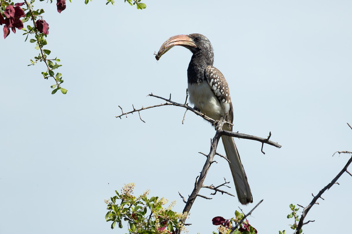 Monteiro's Hornbill - ML655312479
