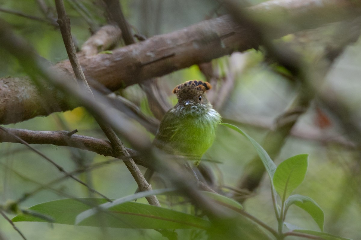 Scale-crested Pygmy-Tyrant - ML655312481